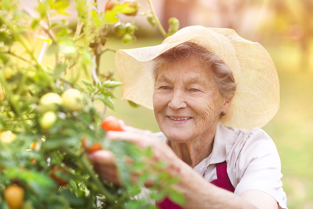 Senior woman outside in garden, happy and picking tomatoes